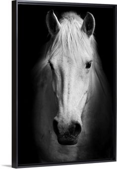 a black and white photo of a horse's face with its head turned to the side