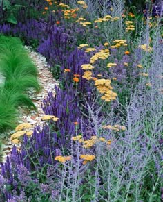 an assortment of colorful flowers in a garden