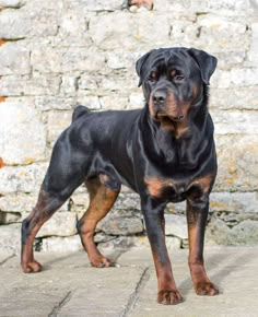 a black and brown dog standing next to a brick wall