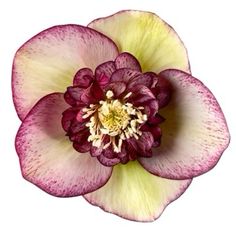 a close up of a flower on a white background