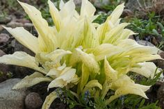 yellow and white flowers growing out of the rocks in front of some plants on the ground