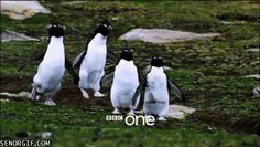 three penguins are walking together in the grass