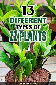 different types of plants with text overlay that reads 13 different types of zz plants