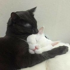 a black and white cat laying on top of another cat