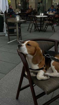 a brown and white dog sitting on top of a chair next to a table filled with people