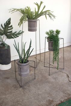 three potted plants sitting next to each other on top of cement floored ground