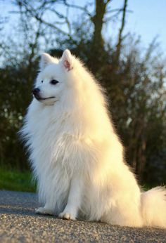 a white dog sitting on the side of a road