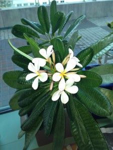 a white flower sitting on top of a green leafy plant next to a window