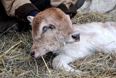 a baby cow laying on top of dry grass next to a person wearing a brown jacket