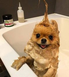 a small dog sitting in a bathtub with hair on it's head