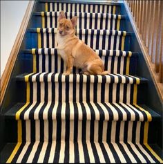 a small dog sitting on top of a set of stairs