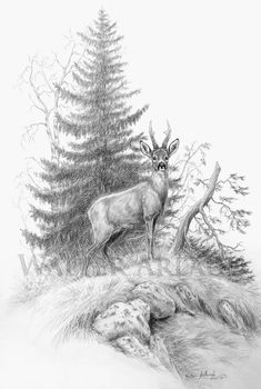 a pencil drawing of a deer in the woods