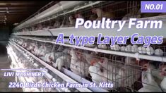 poultry farm at type layer cages with text overlay that reads poultry farm at type layer cages