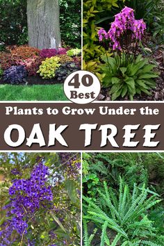 various plants and trees with the words 40 best plants to grow under the oak tree