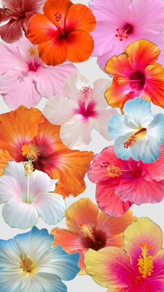 many different colored flowers on a white background