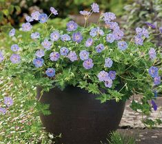 blue flowers are growing in a pot on the ground