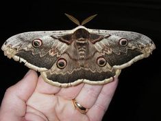 a moth that is sitting on someone's hand