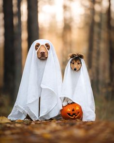 two dogs dressed up as ghostes with pumpkins in front of their faces,