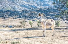 a donkey standing in the middle of a dirt field next to a tree and mountains