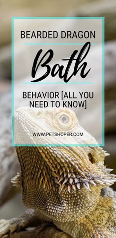 an iguana with the text bearded dragon bath behavior all you need to know