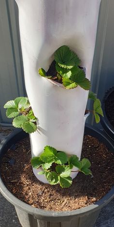 there is a white vase with plants growing out of it