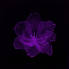 a purple flower is shown in the dark