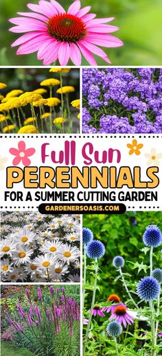 Full Sun Perennials For A Summer Cutting Garden (in zones 4 to 8) | Gardening Zone 5 Perennial Garden, Zone 4b Perennials, Flower Gardens Full Sun, Zone 4 Perennial Garden Layout, Perrenial Gardens Layout Full Sun, Zone 6 Perennials, Sun Loving Perennials, Zone 4 Perennials