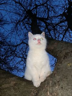 a white cat sitting on top of a tree branch in the night time with its eyes wide open