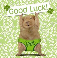 a card with a dog wearing a green diaper and holding up a sign that says good luck