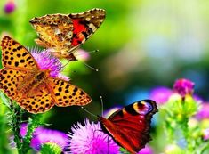 two butterflies are sitting on some purple flowers