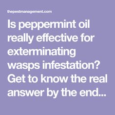 the words is peppermint oil really effective for exterminating? was infestation? get to know the real answer by the end