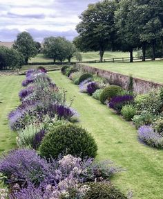 a garden filled with lots of purple flowers next to a lush green field covered in trees