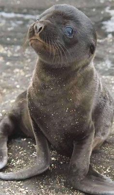 a baby seal is sitting on the beach