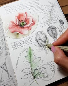 a person is drawing flowers and leaves on paper