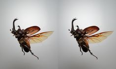 two large flies flying through the air next to each other