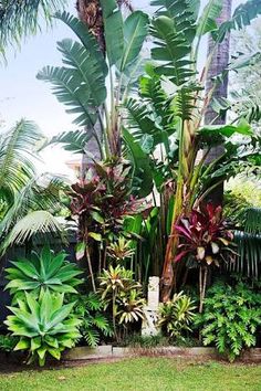 tropical garden with palm trees and other plants