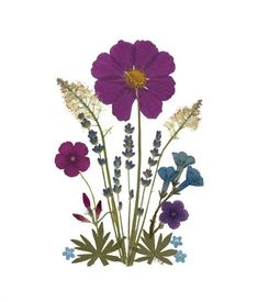 an image of flowers that are purple and blue with white stems in the middle, on a white background