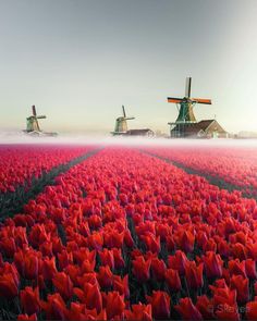 red tulips with windmills in the background on a foggy day,