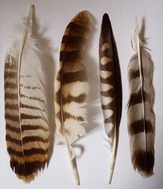 three different types of feathers on a white surface