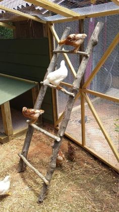 two chickens are climbing up the ladder to get into their coop, while another chicken is on the other side of the cage