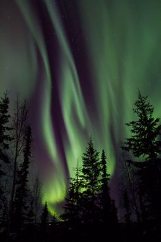 an aurora bore is seen in the sky above some trees