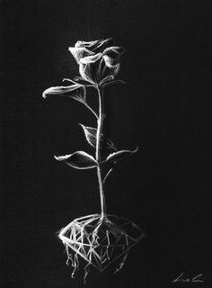 a black and white photo of a flower with roots in the shape of a heart