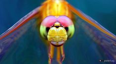 a close up view of a colorful insect