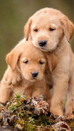 two puppies playing together in the woods