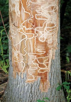 a tree that has been carved into the bark with white paint on it and some green plants