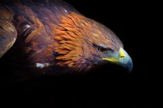 a bird with orange and yellow feathers on it's head