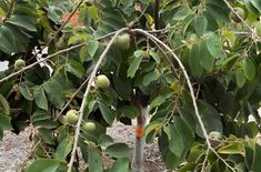 an orange tree with lots of fruit growing on it