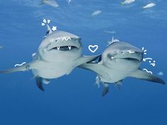 two sharks are swimming in the ocean with hearts drawn on their backs and mouths open