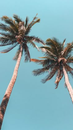 two palm trees reaching up into the sky