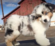 a dog that is standing in the street